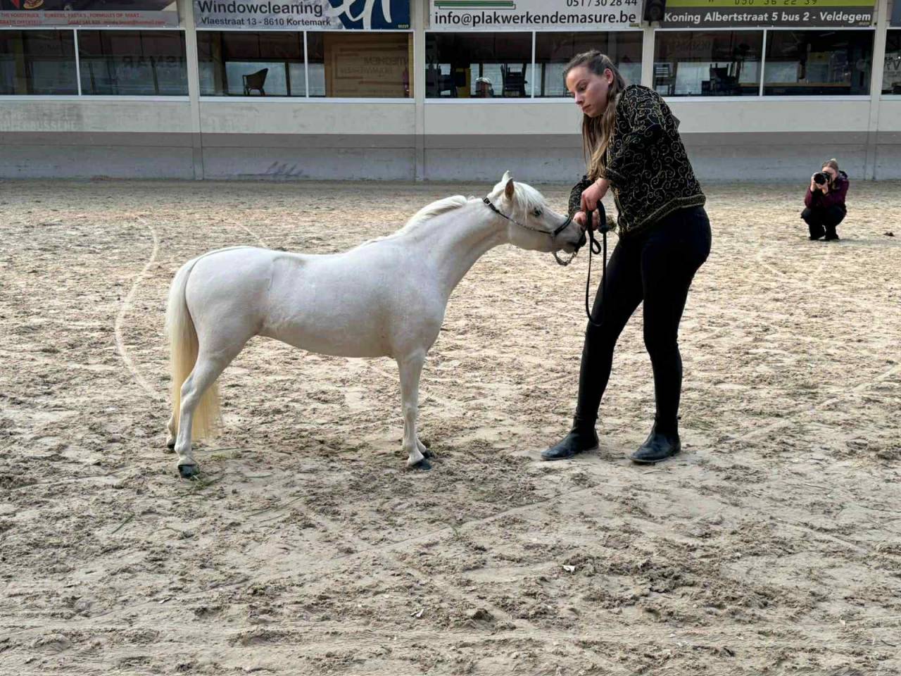 Cheval miniature AMHA