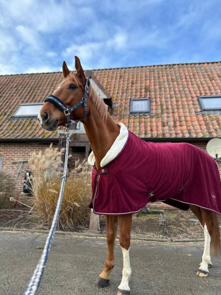 Cheval &agrave; vendre 