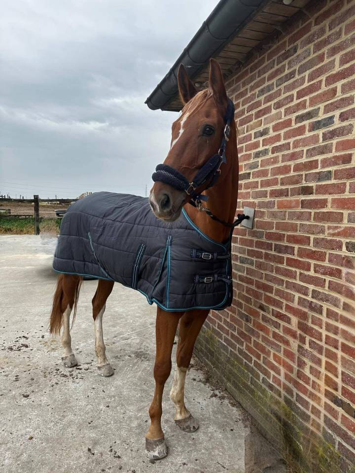 Cheval &agrave; vendre 