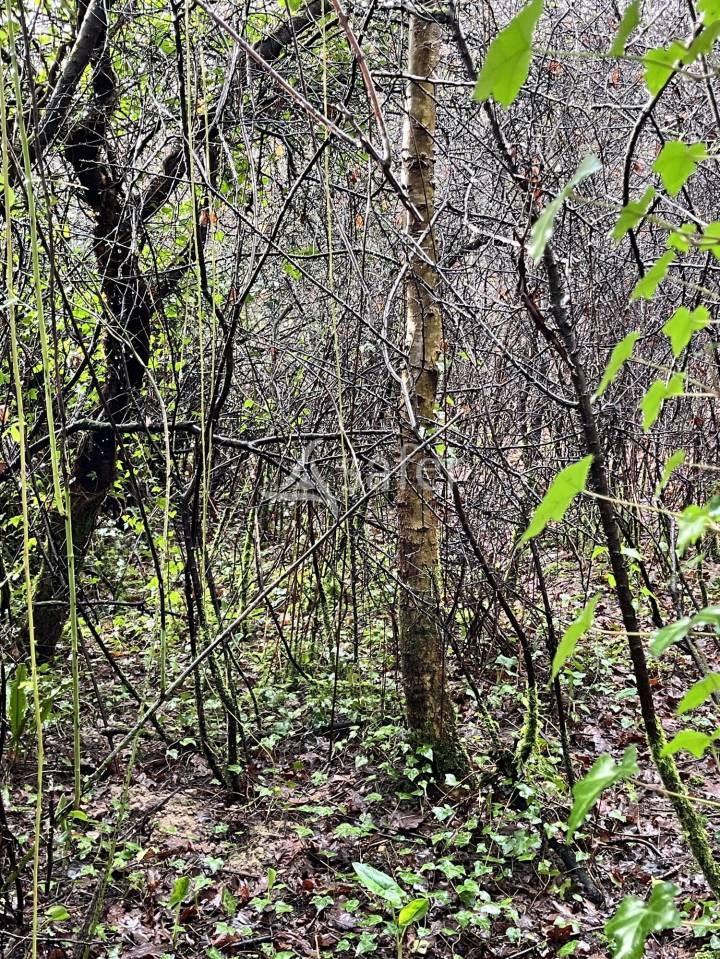 Maison en ruine avec bois et friches