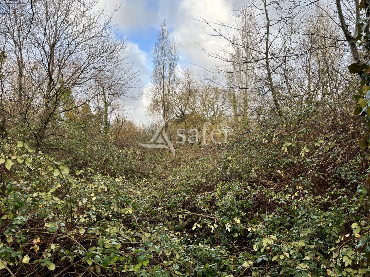 Maison en ruine avec bois et friches