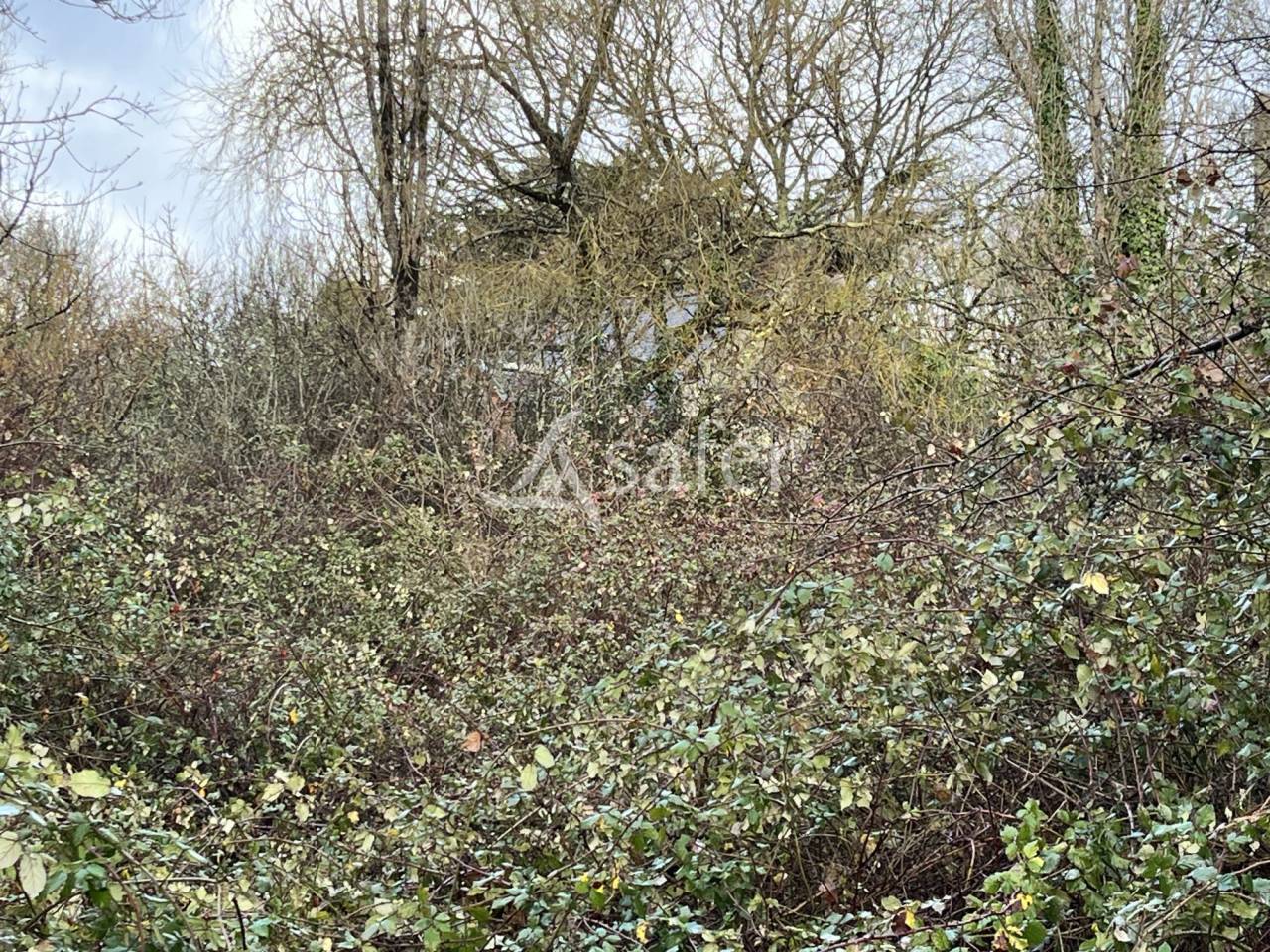 Maison en ruine avec bois et friches