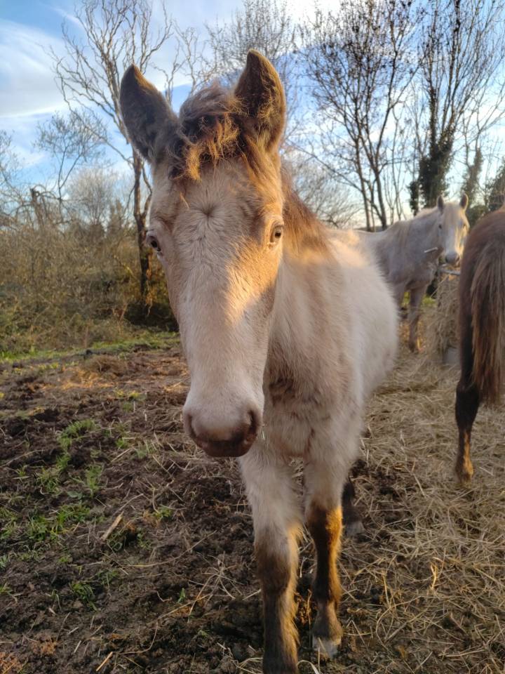 pouliche champagne, future ponette de sport / &eacute;levage