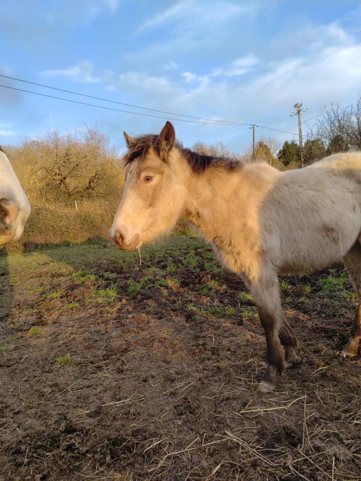 pouliche champagne, future ponette de sport / &eacute;levage