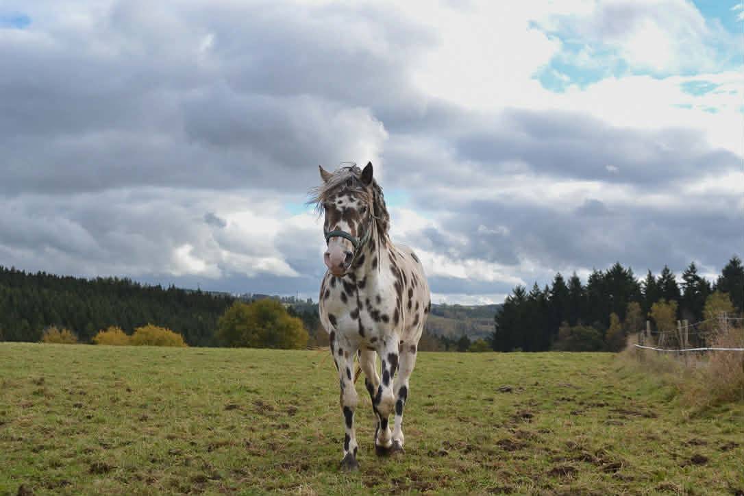 Hongre Appaloosa Fondation PP