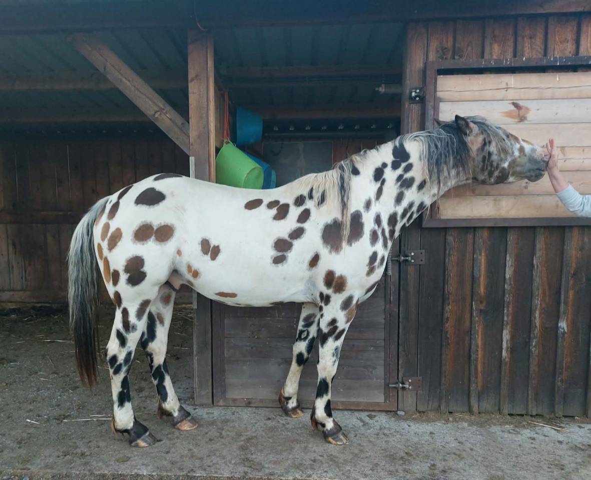 Hongre Appaloosa Fondation PP