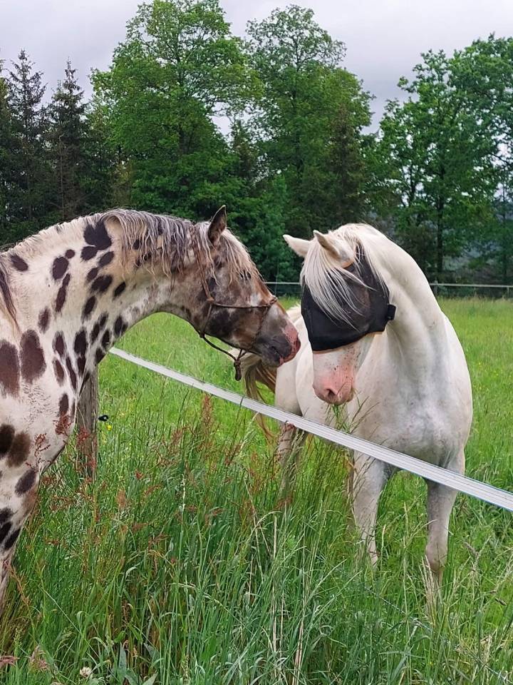 Hongre Appaloosa Fondation PP