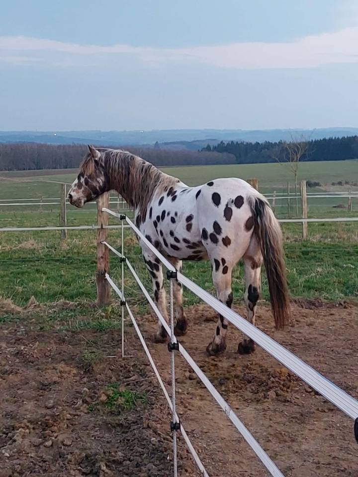 Hongre Appaloosa Fondation PP