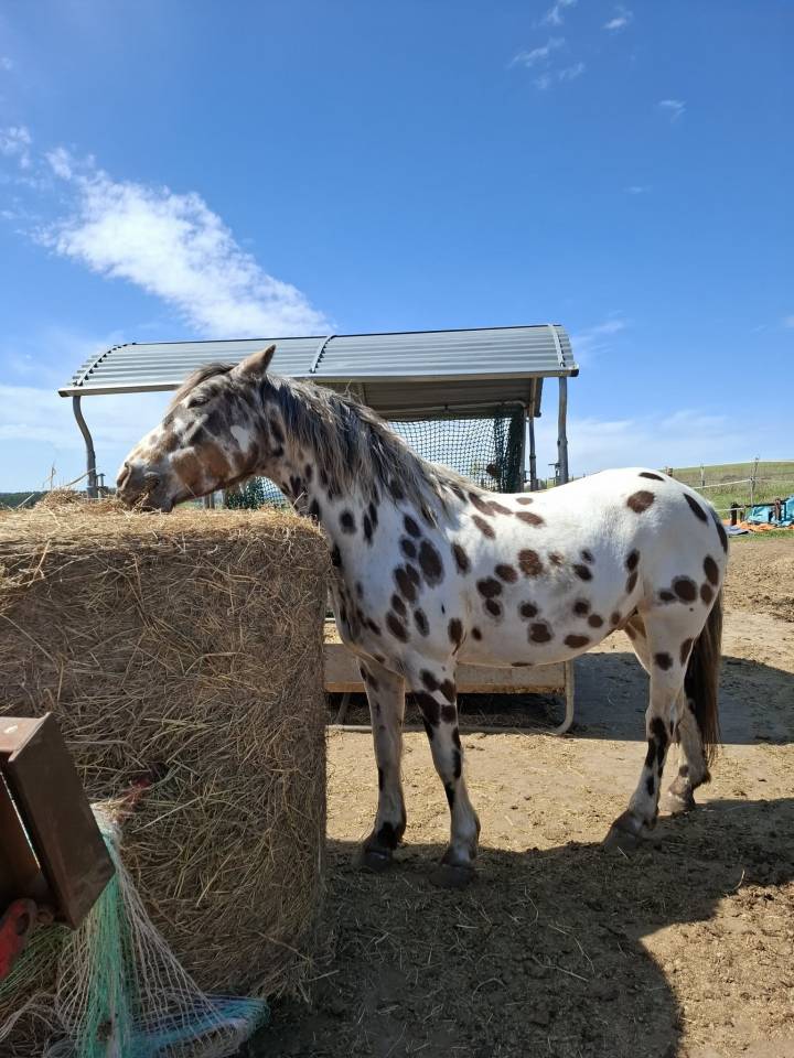 Hongre Appaloosa Fondation PP ApHC
