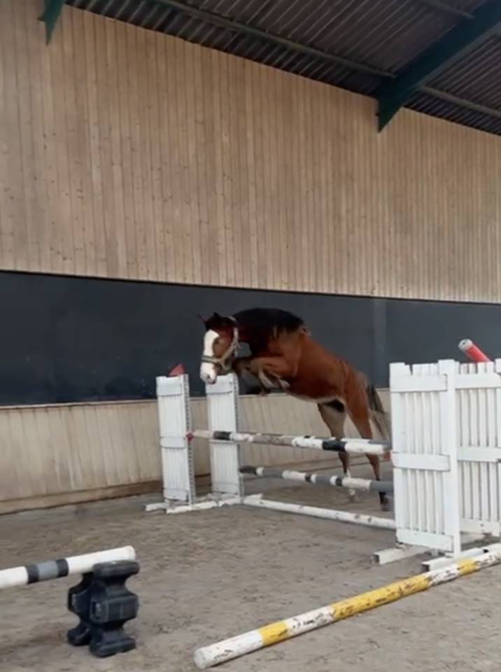 Opium du petit Geer z