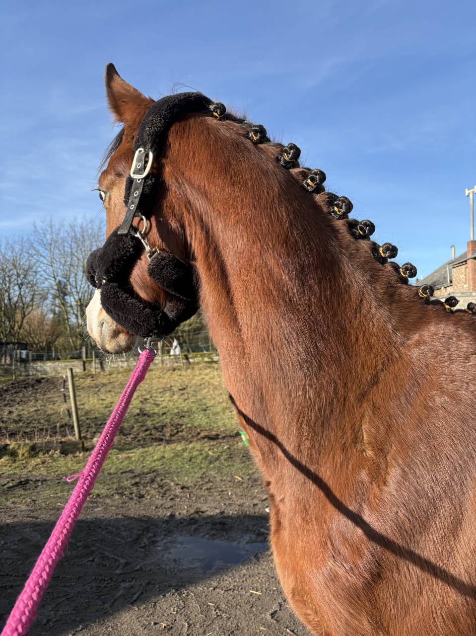 Opium du petit Geer z