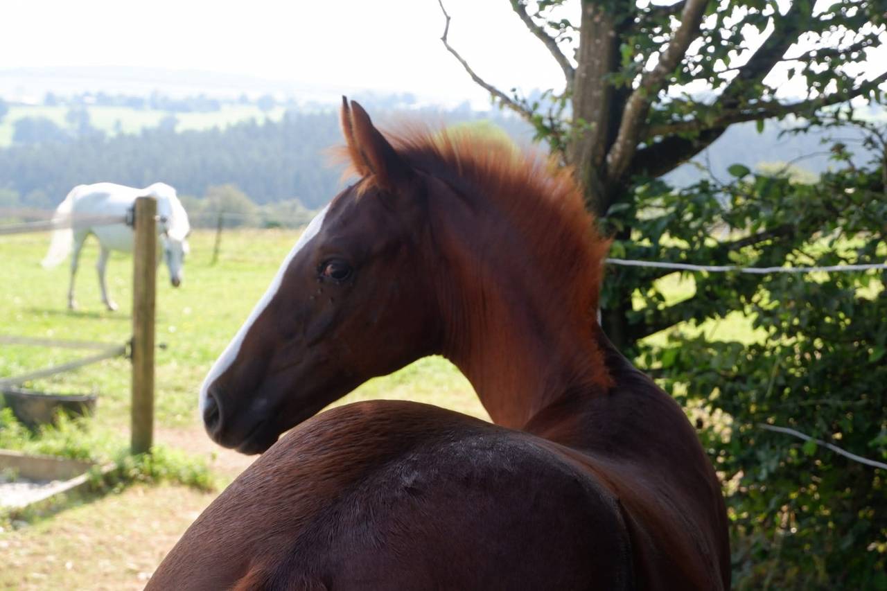 Pouliniere excellentes origines