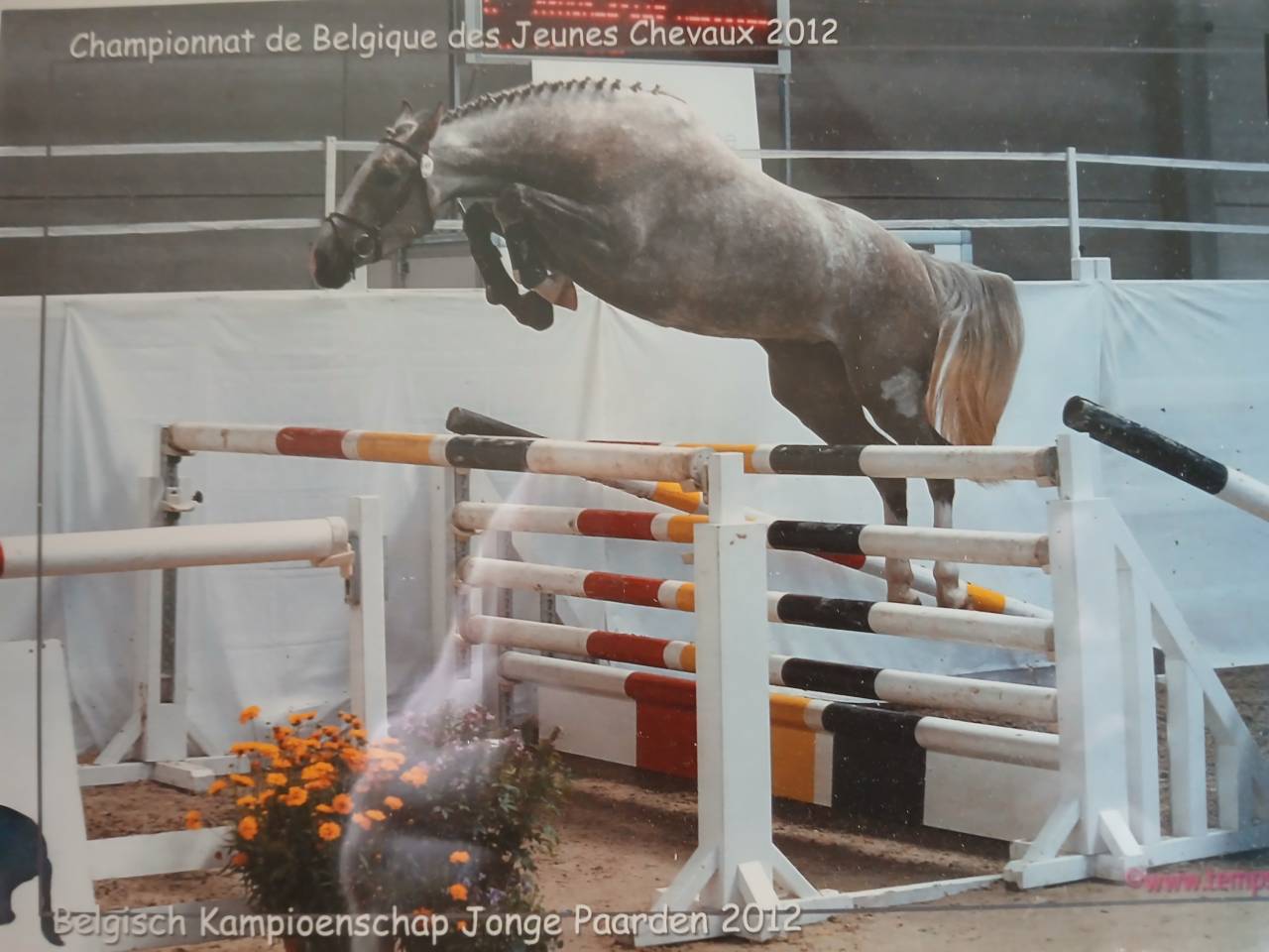 Pouliniere excellentes origines