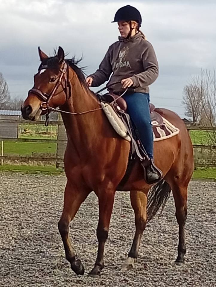 Quarter horse jeune d&eacute;bourr&eacute; 