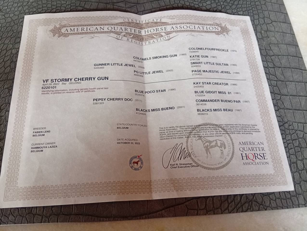 Quarter horse jeune d&eacute;bourr&eacute; 