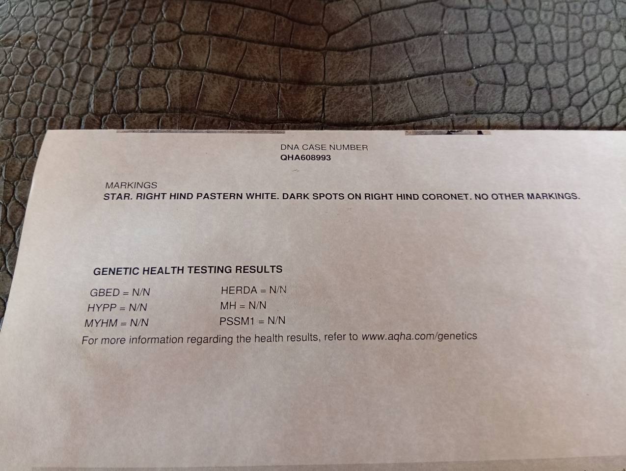 Quarter horse jeune d&eacute;bourr&eacute; 