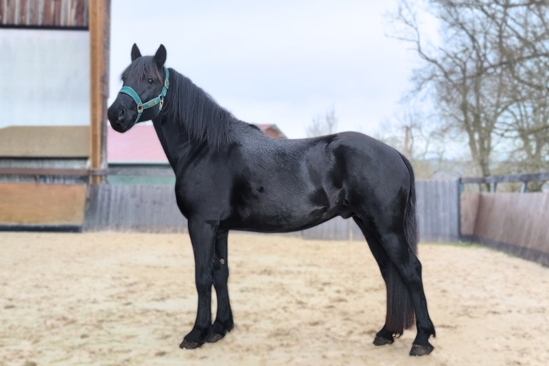 Melkior, M&eacute;rens n&eacute; en 2022. Attentif, curieux et d&eacute;sire