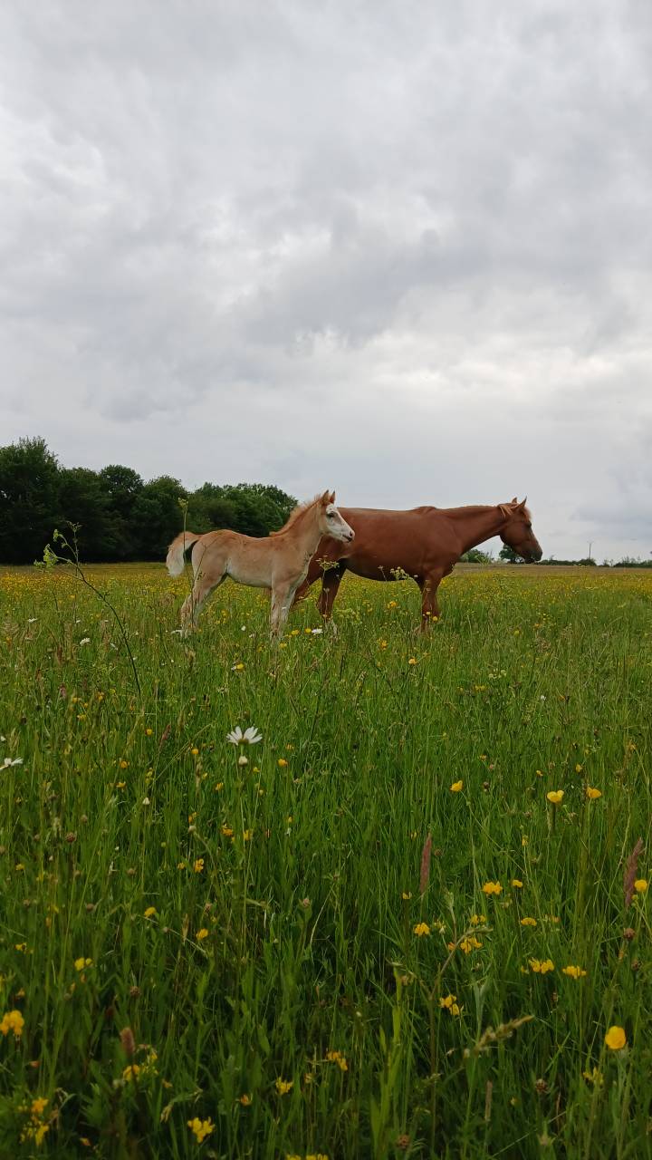 PONEY DE SPORT, PRADA BLUE DE PUISAYE, PFS