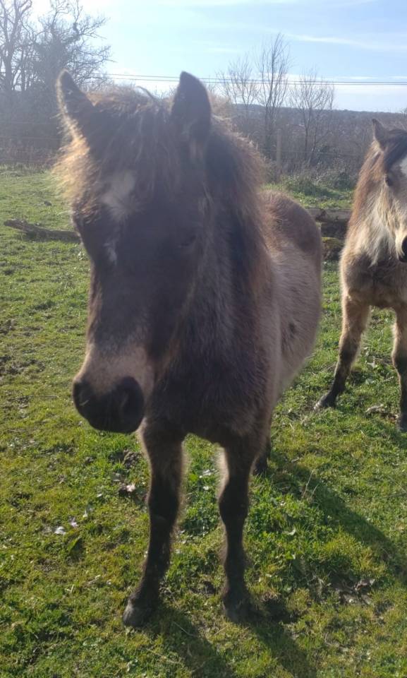 joli mod&egrave;le porteur, taille B