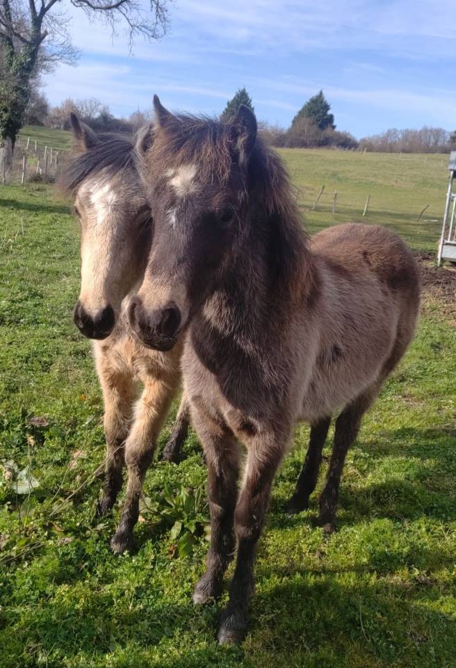 joli mod&egrave;le porteur, taille B