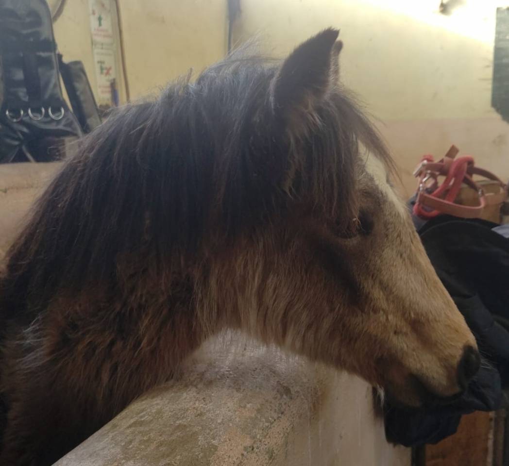 jolie pouliche grande B ou C