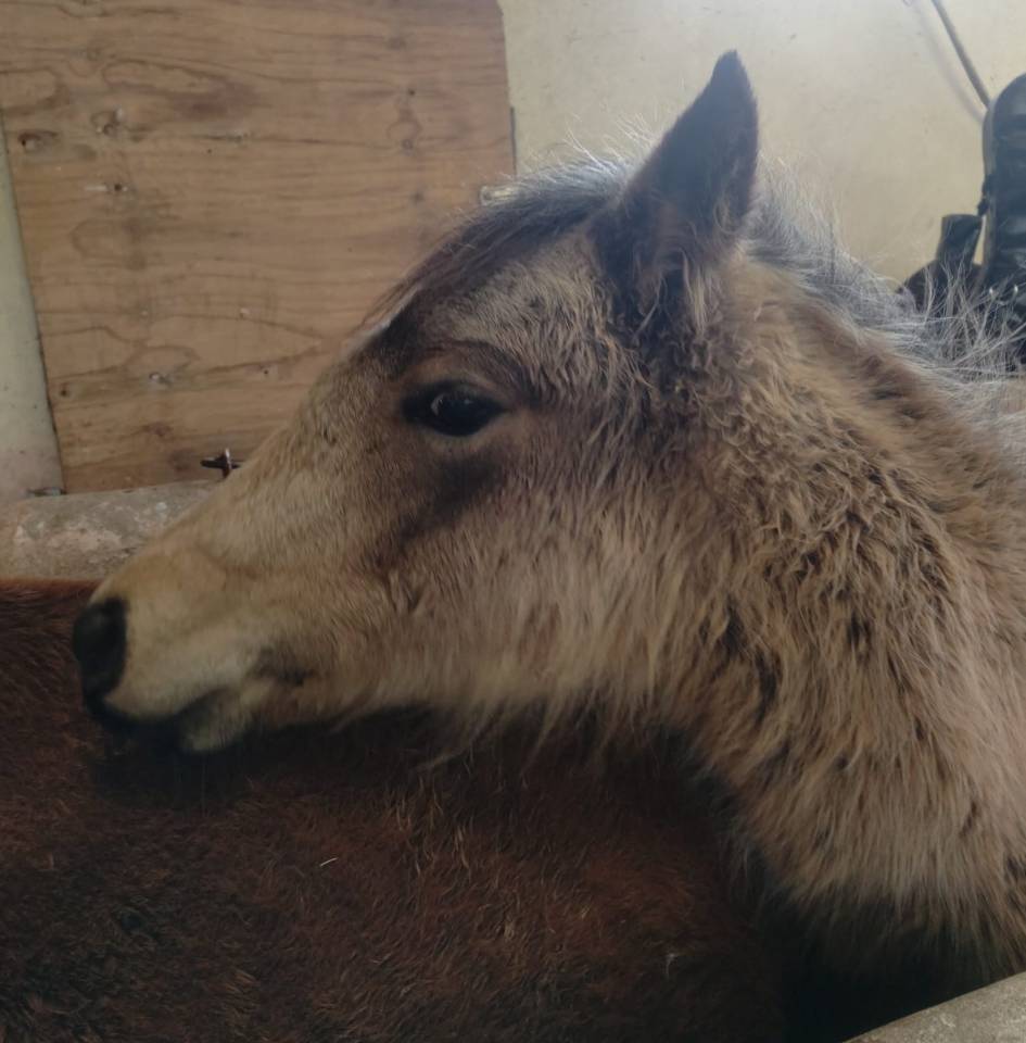 jolie pouliche grande B ou C