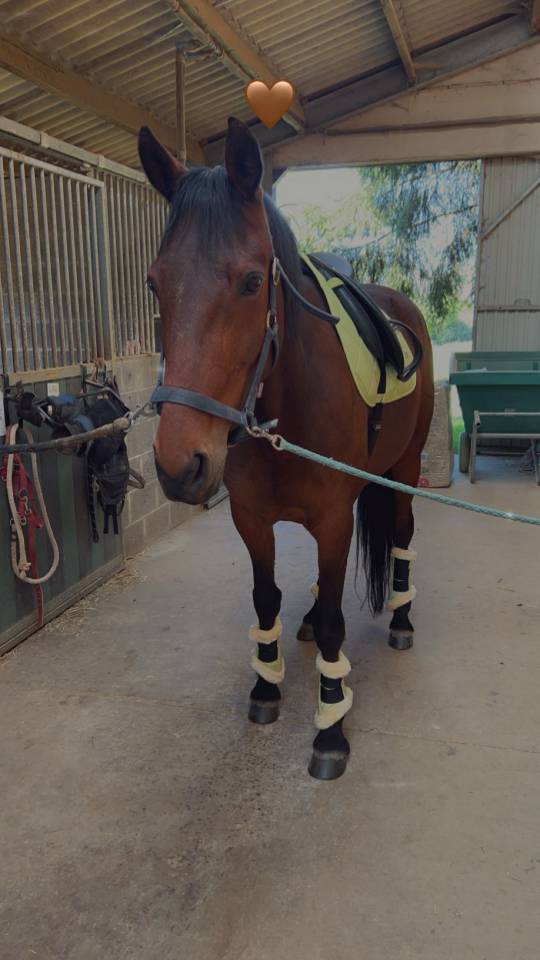 Cheval &agrave; vendre 