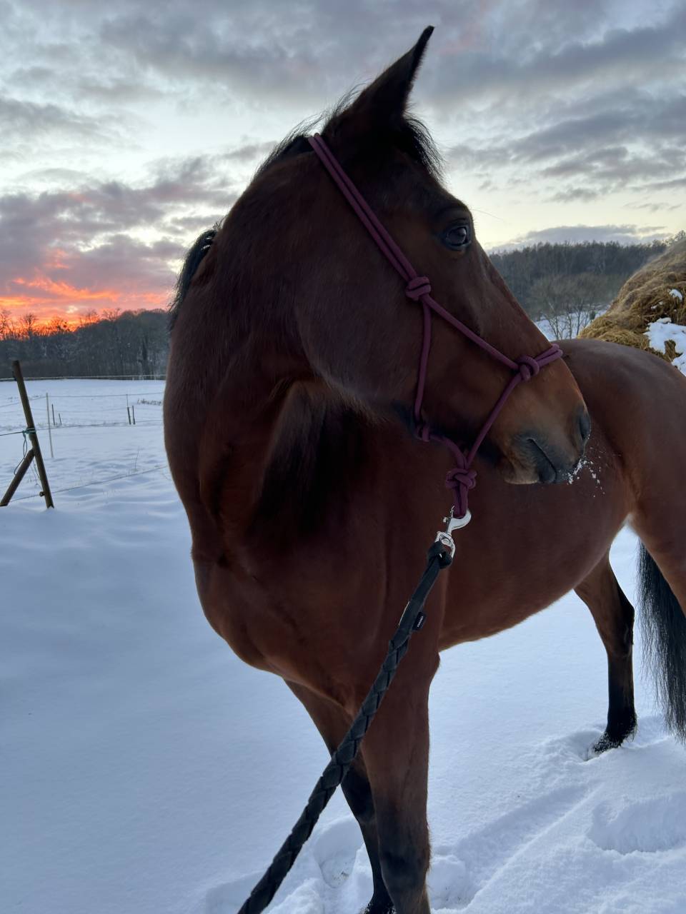 Cheval &agrave; vendre 