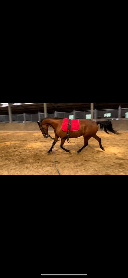 Cheval &agrave; vendre 