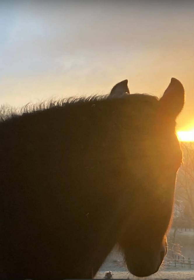 Hongre au pair /confiage 