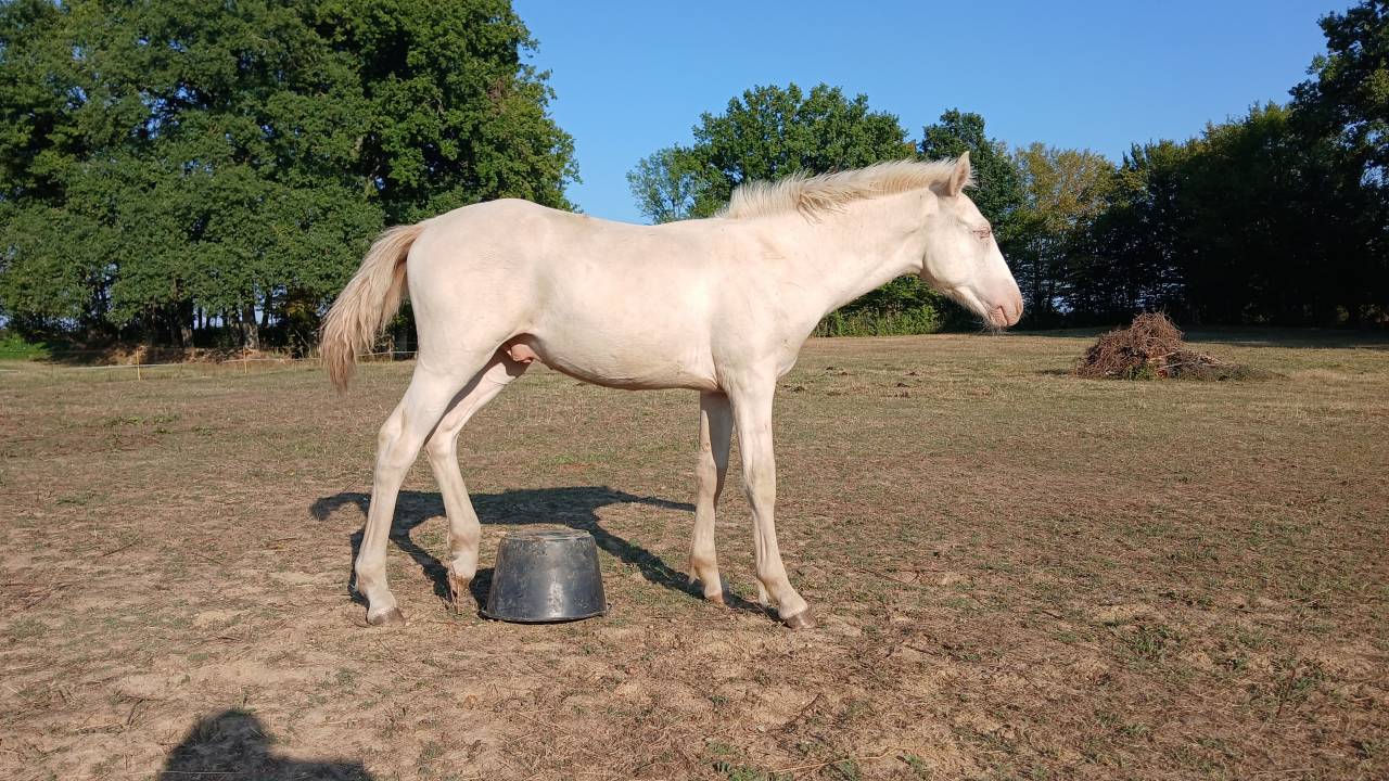 PONEY CONNEMARA, PRINZ NERO DE PUISAYE