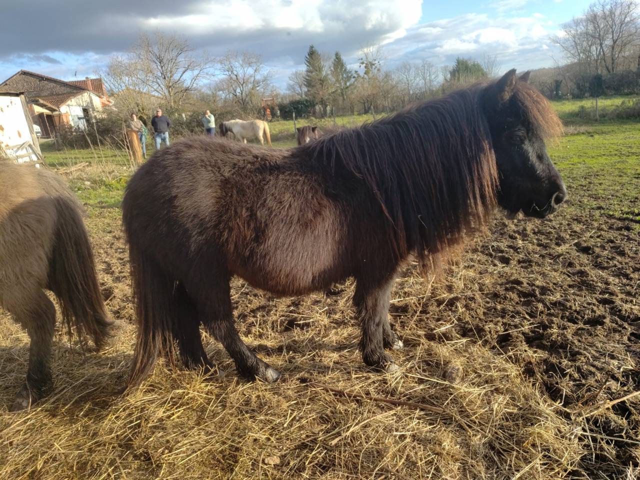 Nouf Nouf d'Arquetan