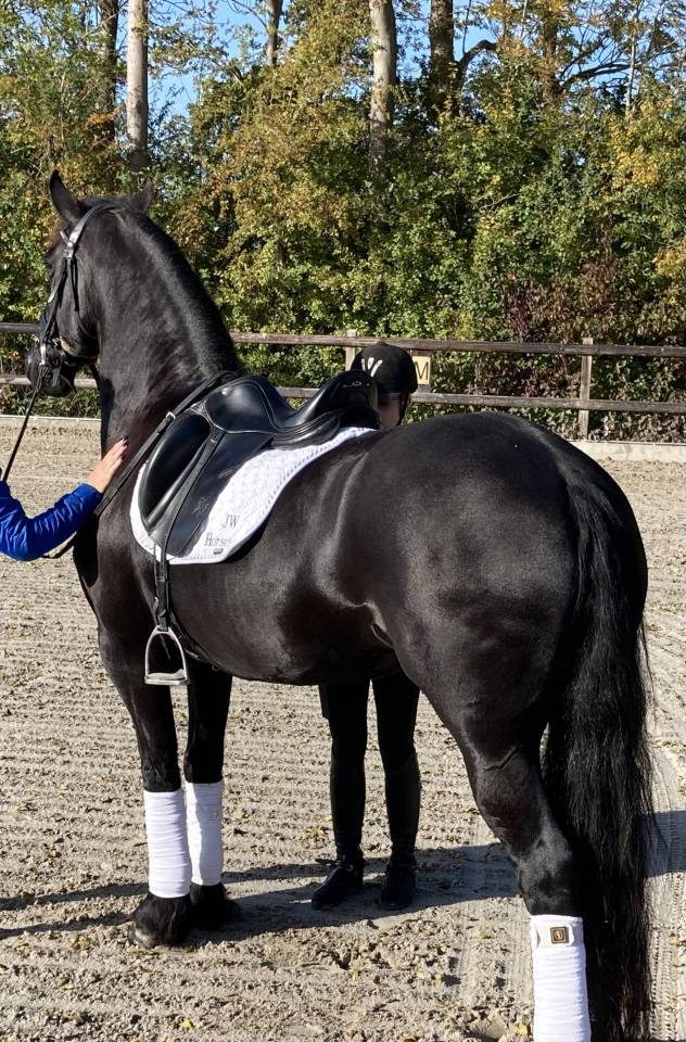 Poulini&egrave;re frisonne pleins papiers gestante