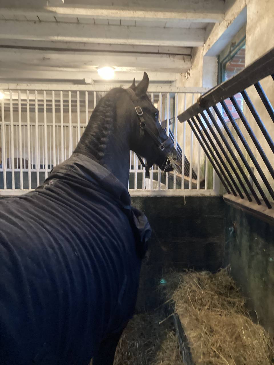 Poulini&egrave;re frisonne pleins papiers gestante