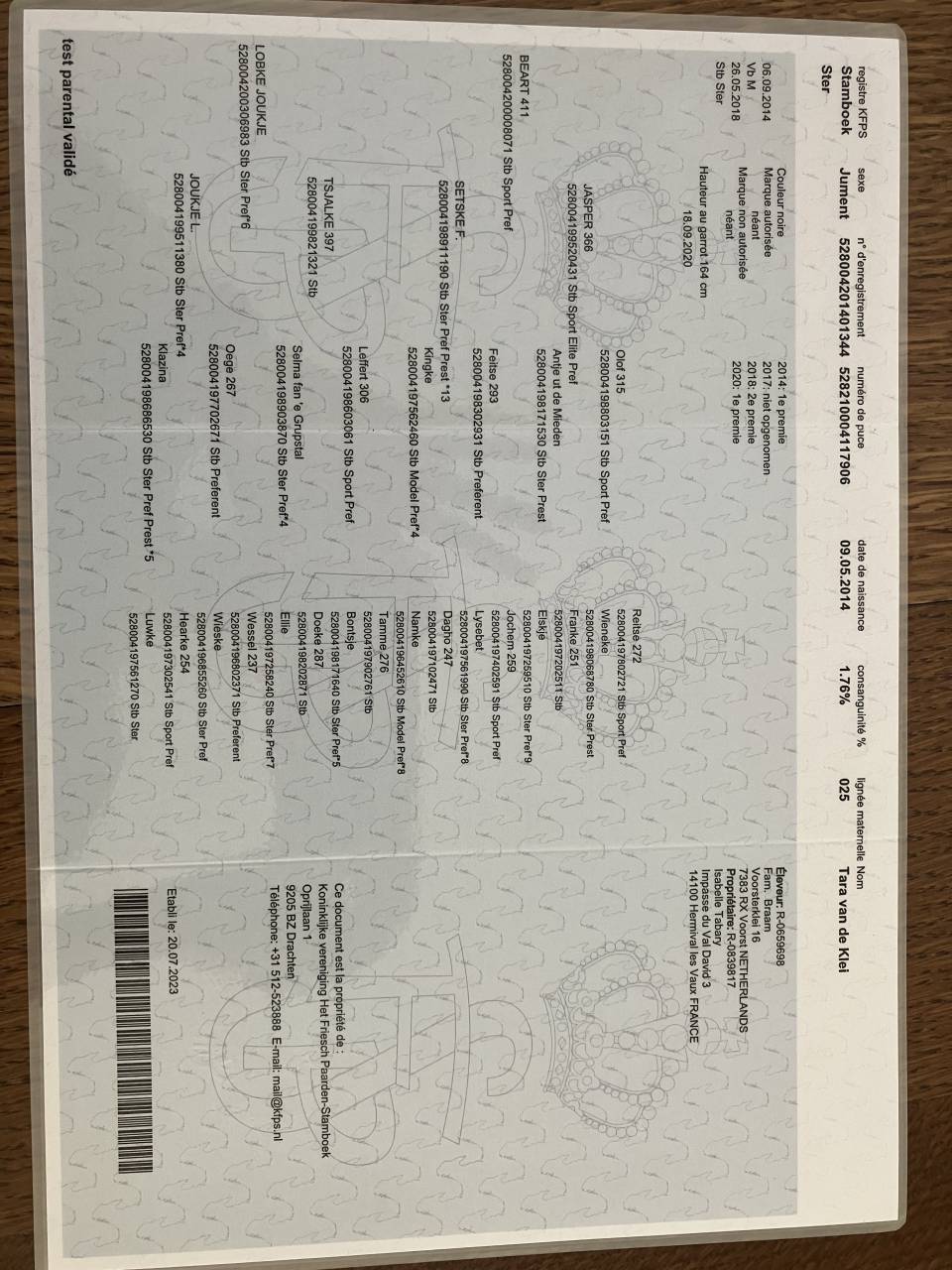 Poulini&egrave;re frisonne pleins papiers gestante