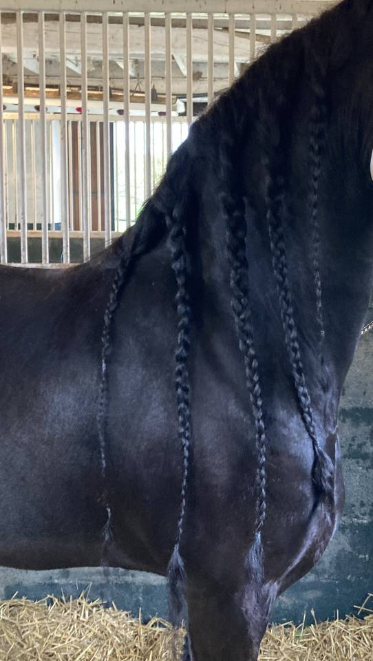 Poulini&egrave;re frisonne pleins papiers gestante