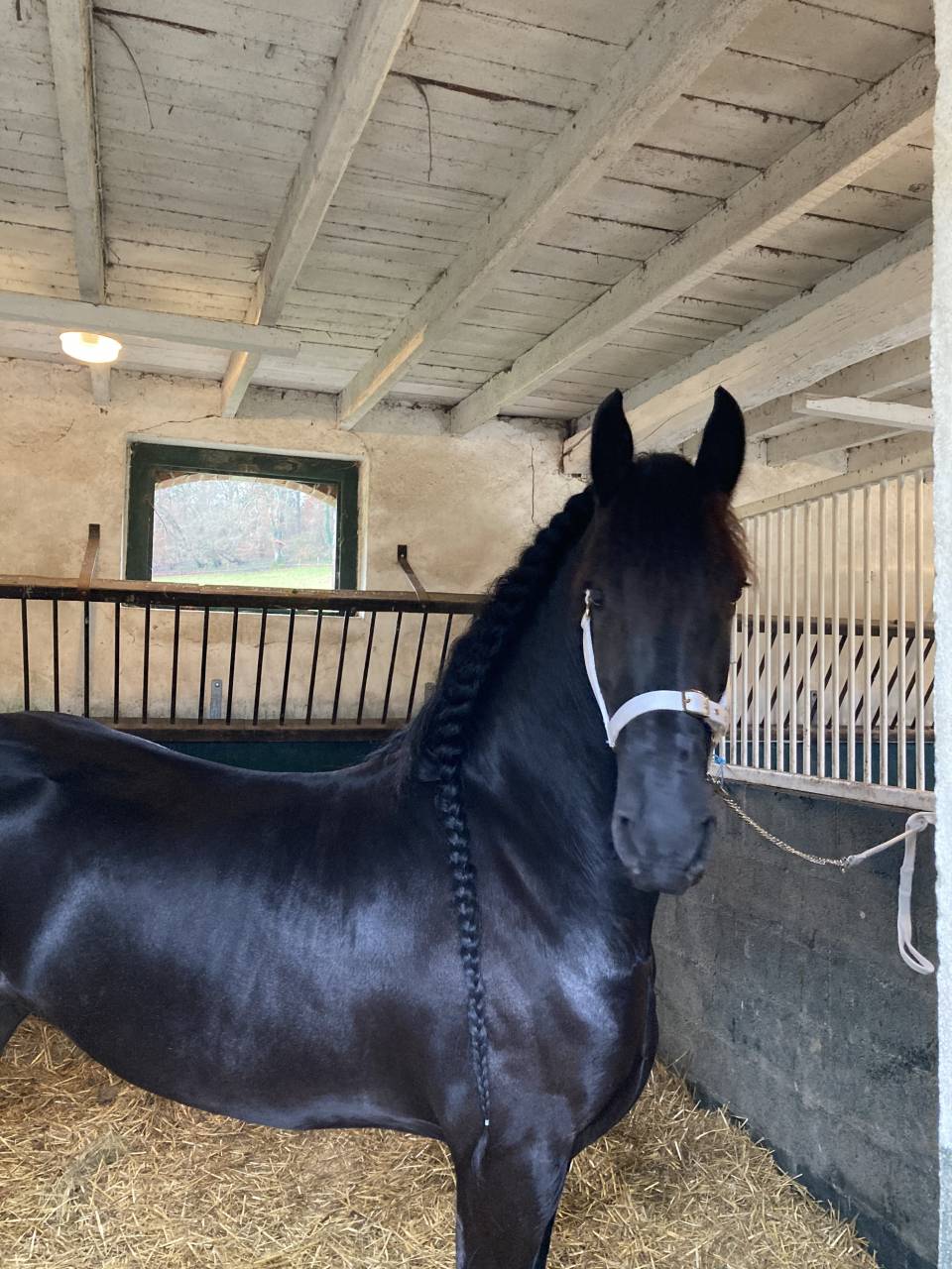 Poulini&egrave;re frisonne pleins papiers gestante