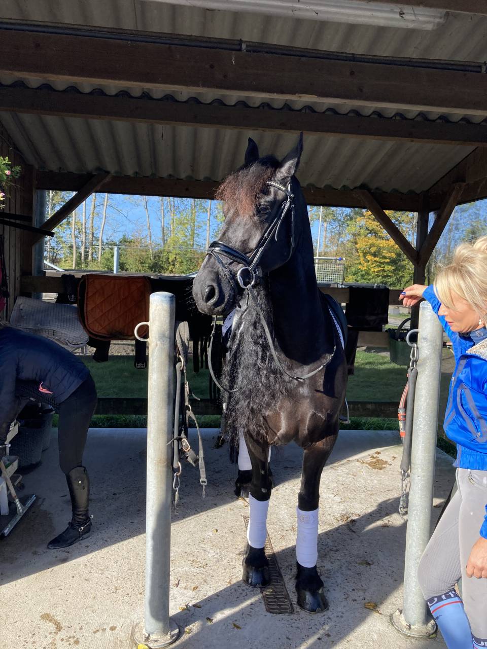 Poulini&egrave;re frisonne pleins papiers gestante