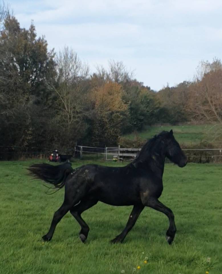 Magnifique jeune &eacute;talon frison