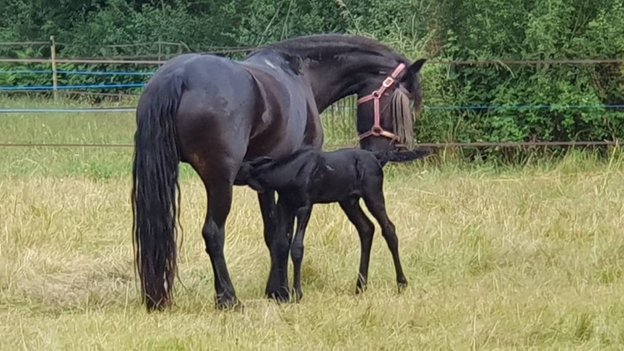 Magnifique jeune &eacute;talon frison