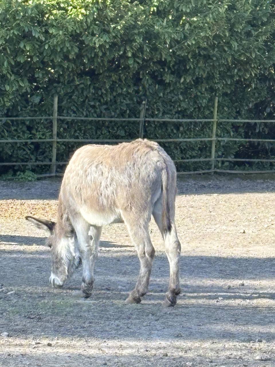 Anes  entier de 7 ans