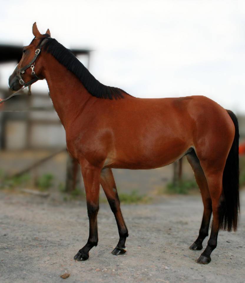 Jument 4 ans - CSO - A vendre - Poney E