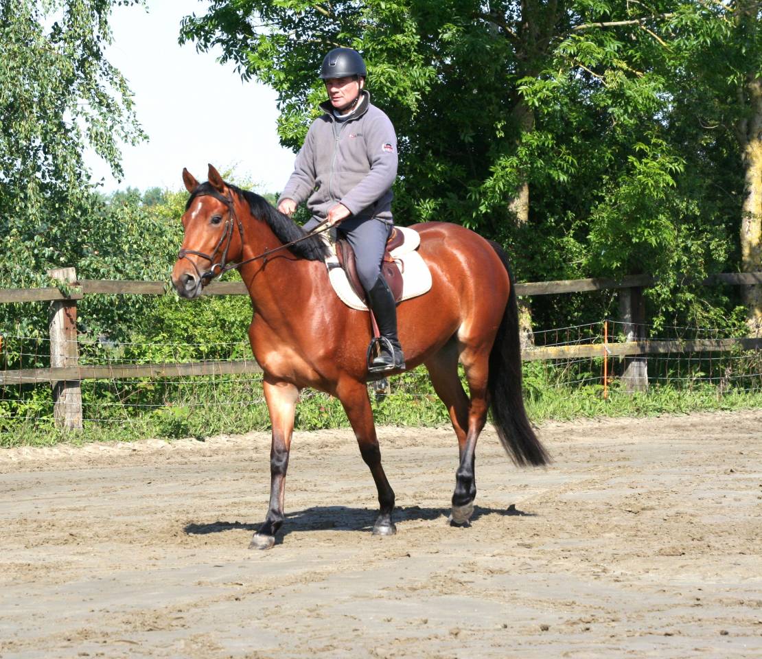 Jument 4 ans - CSO - Poney E - 8.000 &euro; jusqu'au 15/06