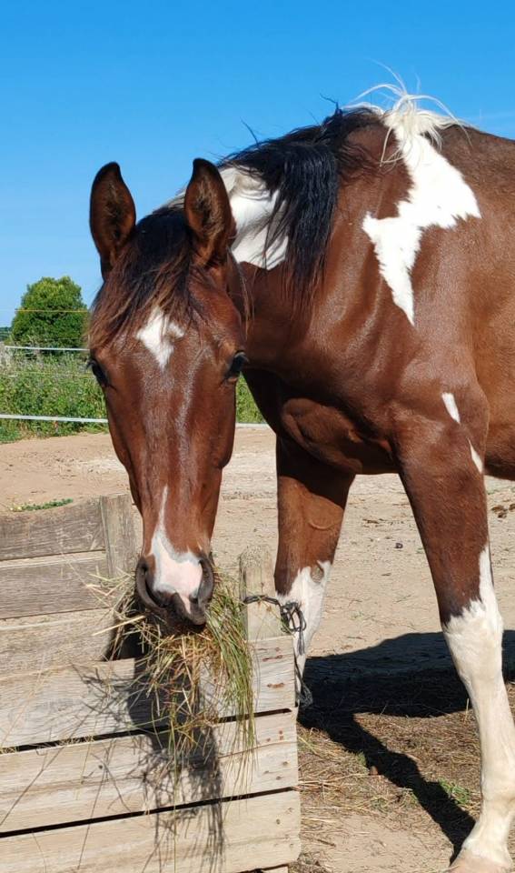 Poulain zangersheide