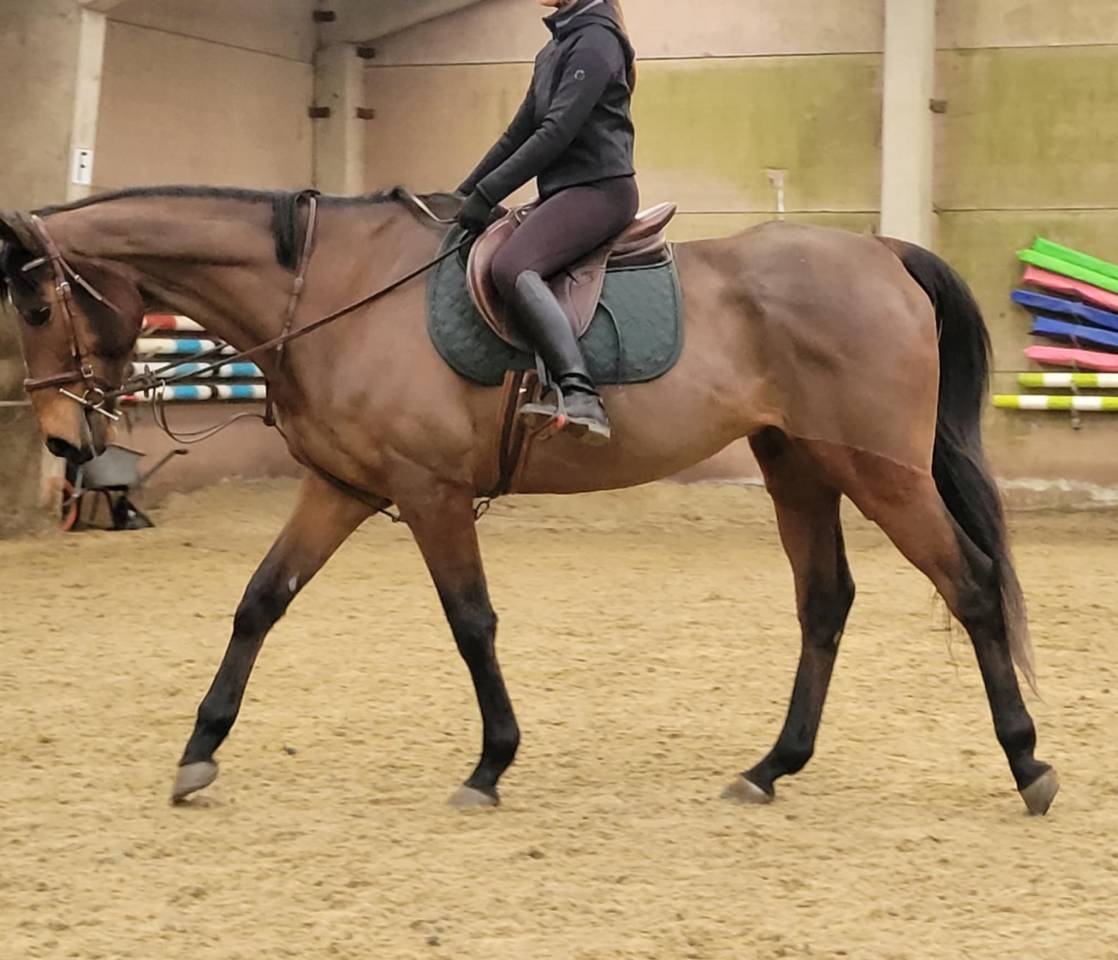 Cheval &agrave; vendre 