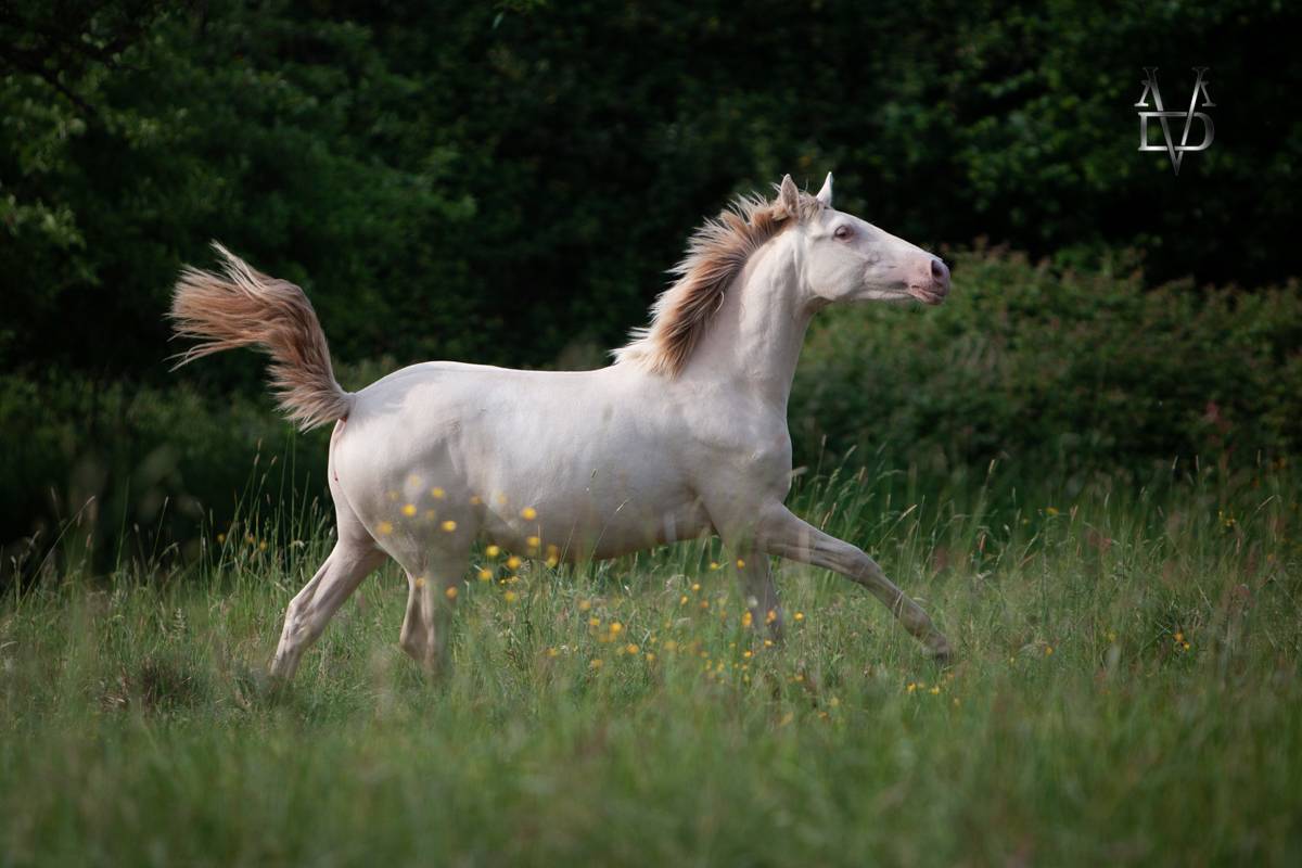 Pouliche Pure Race Espagnole de robe cr&egrave;me / perle