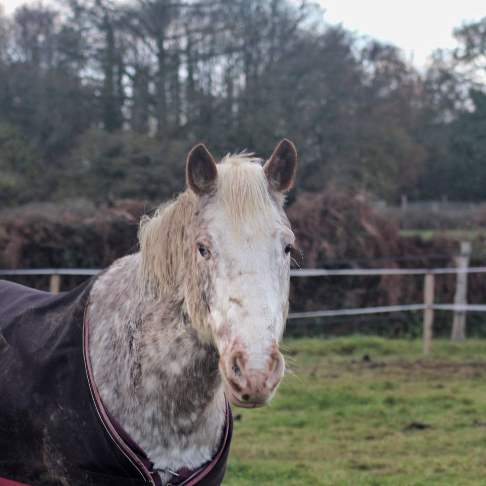 Demi Pension - Adaggio