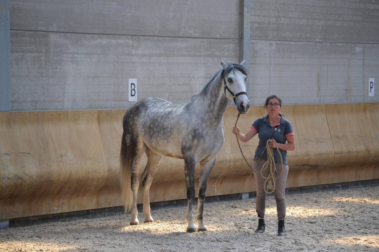 Cheval lusitanien de 8ans pp