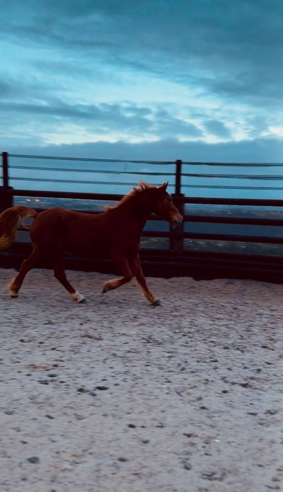 Ponette 7 ans taille D 