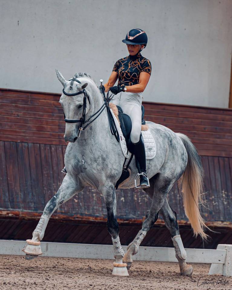 Hongre - Zangersheide - 8 ans - Dressage - France 